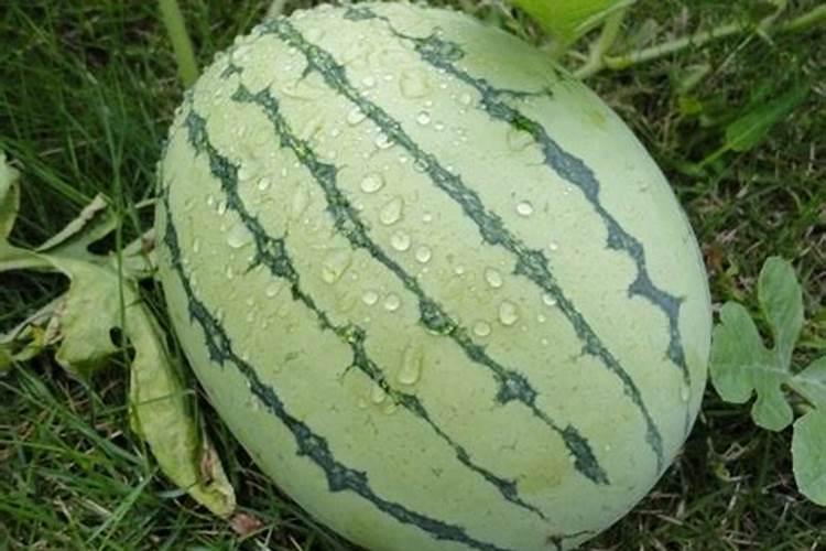 西瓜挂果后施什么肥,挂果后怎么浇水