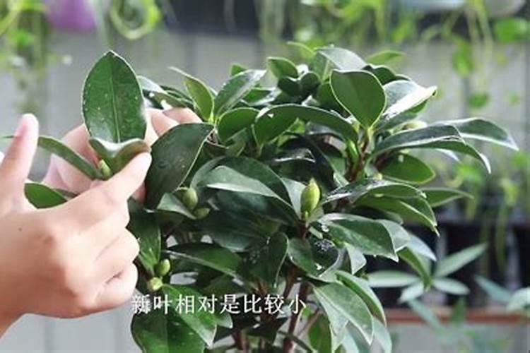 我施肥过多,茶花叶子掉了,能反过来吗？