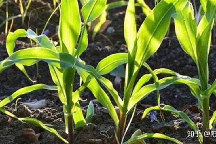 种植玉米,要什么时候打叶面肥合适