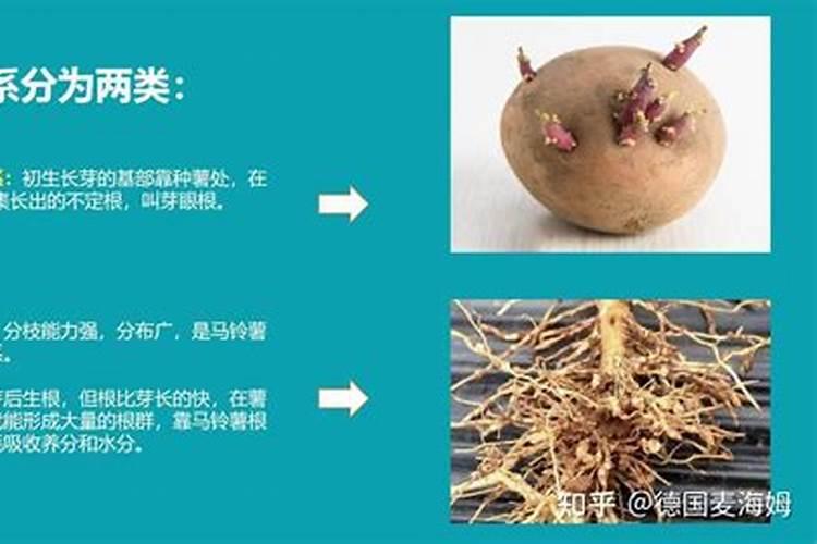 草木灰是常见的钾肥吗
