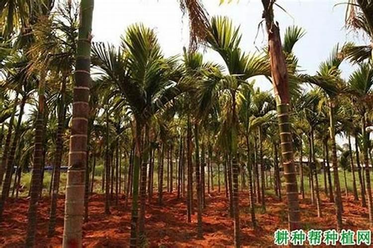 槟榔施什么肥结果多 槟榔施什么肥才能结果多