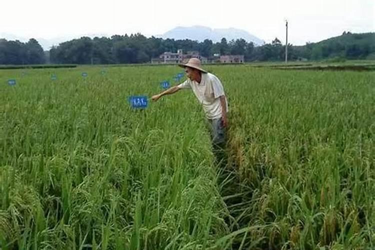 盐碱地水稻怎样施用氮肥？