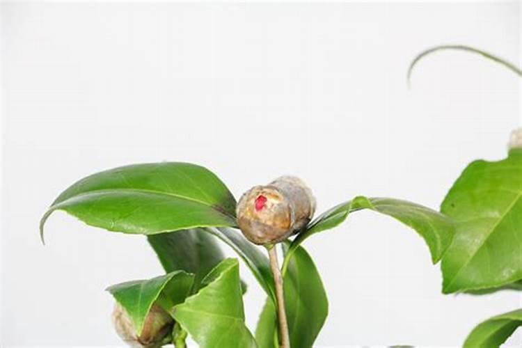 高温晴天能给草坪施肥吗