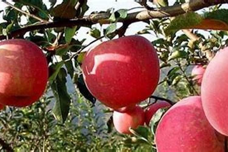 美国八号苹果栽培要点