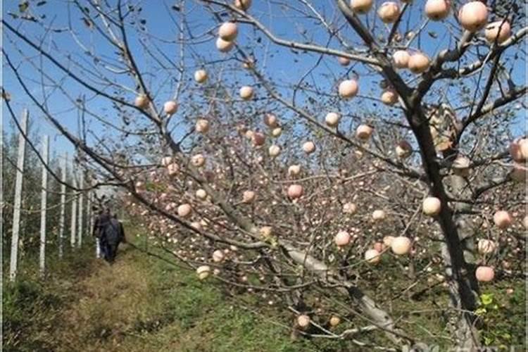 苹果树怎样施肥:夏季苹果树施肥方法