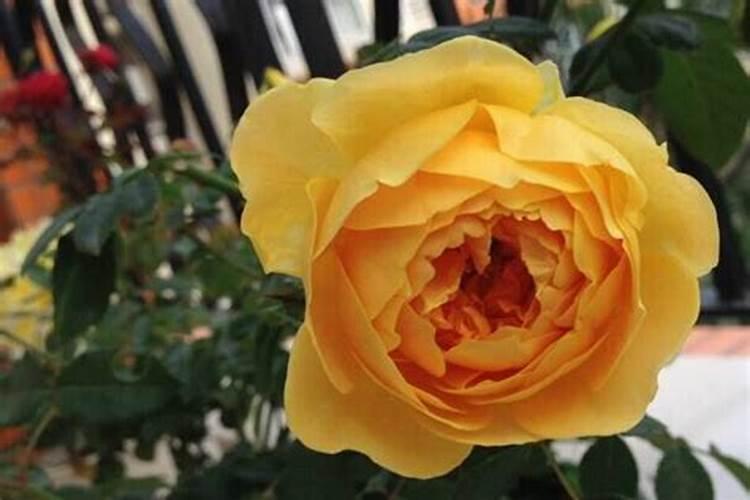玫瑰花花期怎么延长,适当施肥及时遮阴可延长至一个月