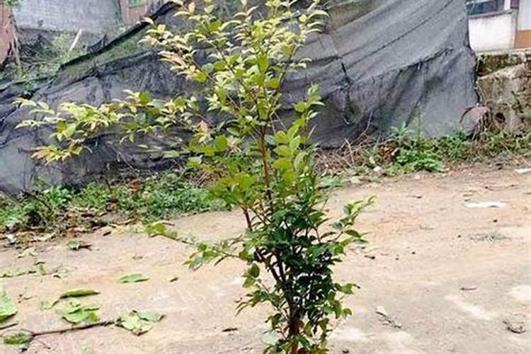 嘉宝果开花结果时可喷硫体硼肥吗