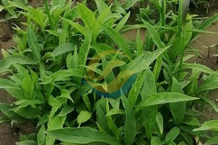 小麦施什么肥料最好