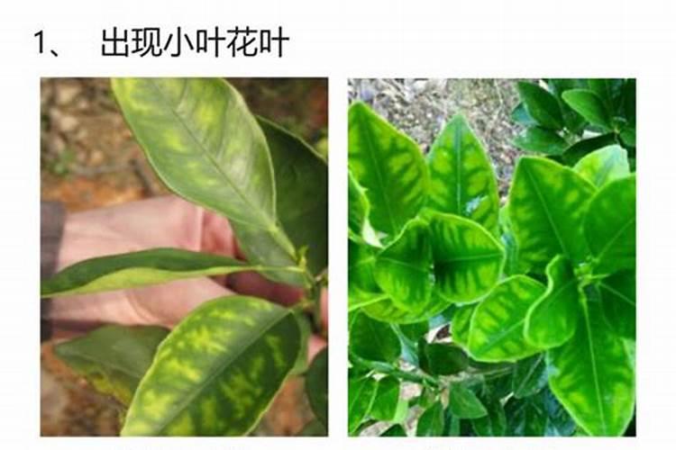 芒果花期如何保花保果？