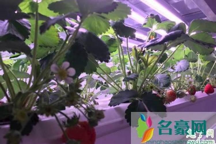 吊兰用什么肥料最绿色