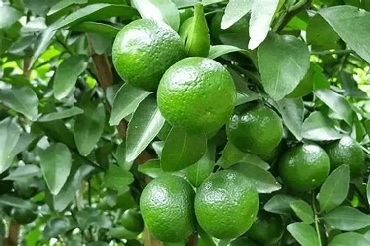 金钱树用什么肥料最好最旺盛