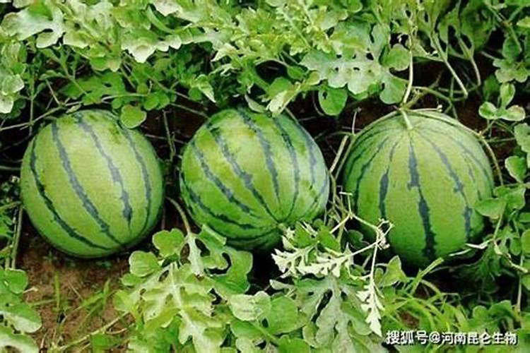西瓜打底肥,怎么配比最好？？？