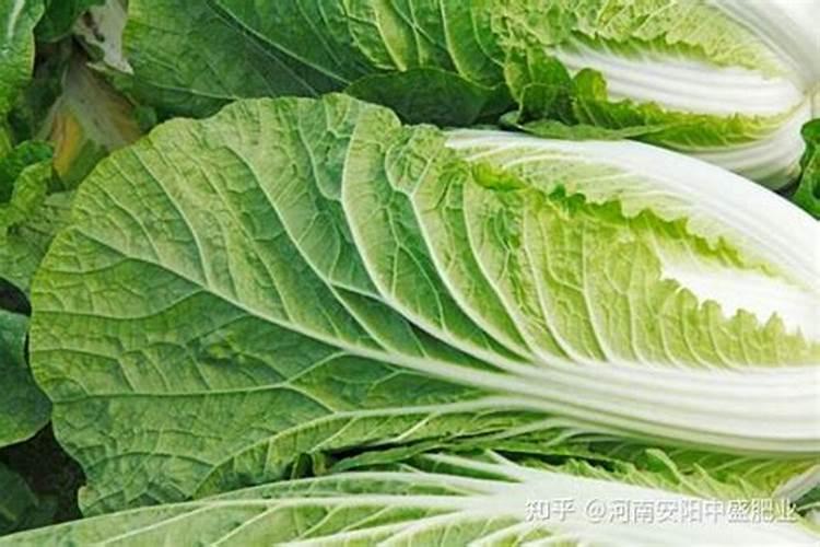 白菜追肥用什么肥好