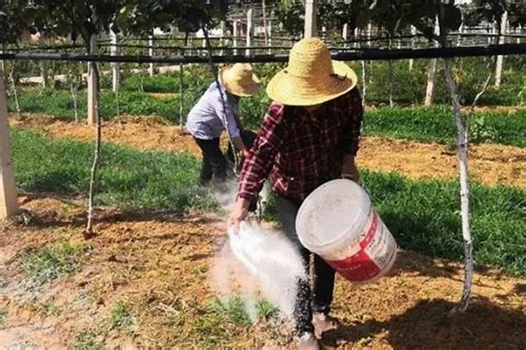 茶叶施磷肥选什么肥