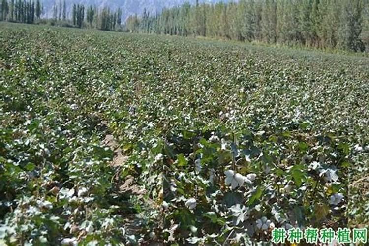 硼肥不能和什么一起用？如果使用错误会产生哪些影响？