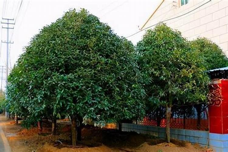 桂花树施肥用什么肥料