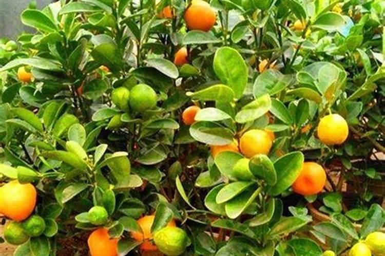 桃树种下去后浇几次水