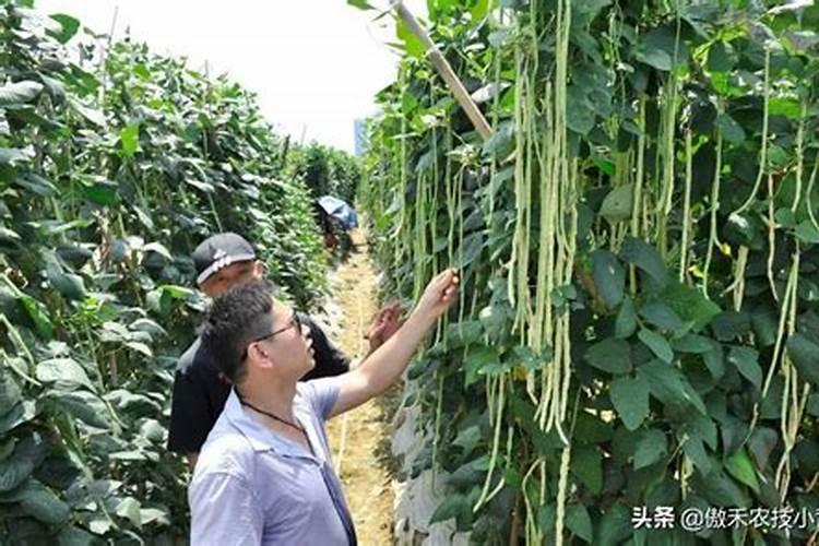 想要大面积种植豆角,豆角的水肥管理技术要点有哪些？