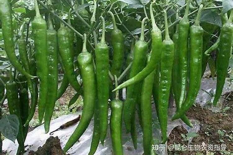 辣椒施什么肥最好
