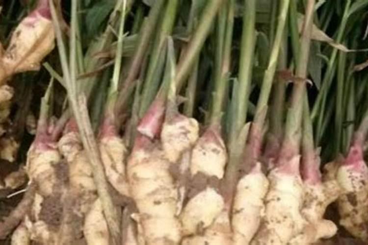 生姜能用氯化钾吗