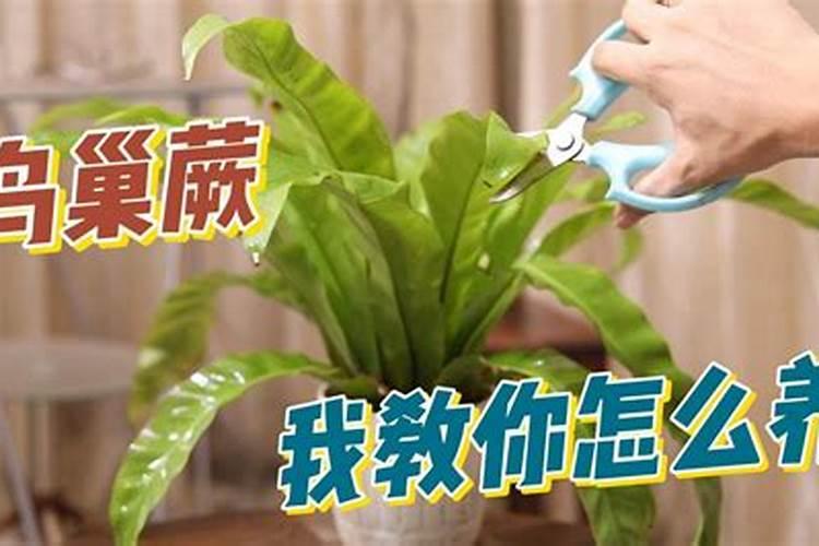锌肥不能和什么混用