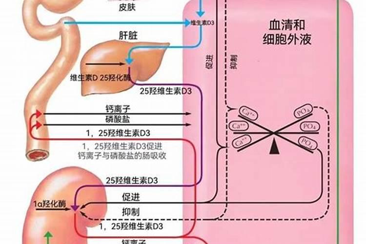 果树喷施糖醇钙果为什么会变酸？