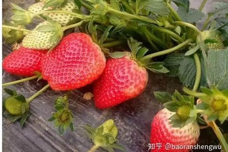 草莓施肥用什么肥料
