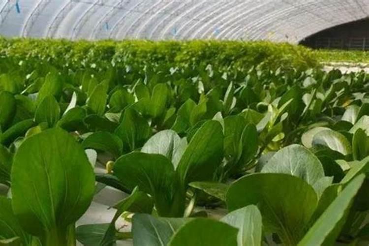 白菜多大时候喷钙镁硼肥好？