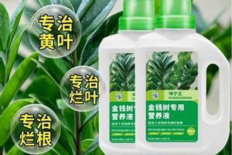 怎样使金钱树叶子更绿