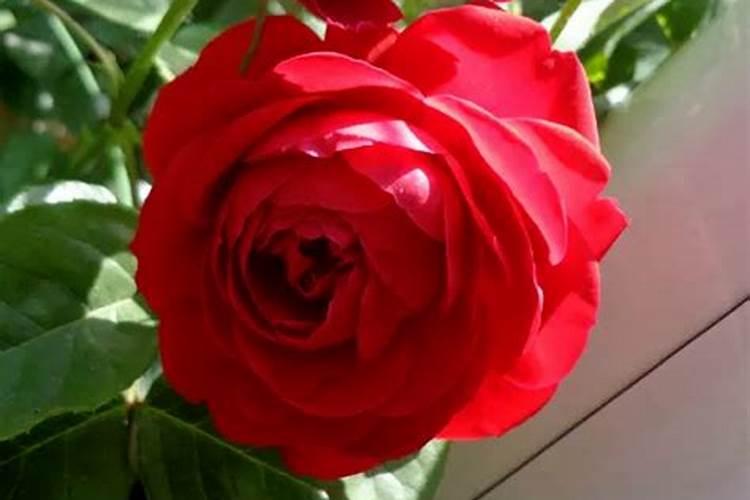 月季花冬季怎么施肥