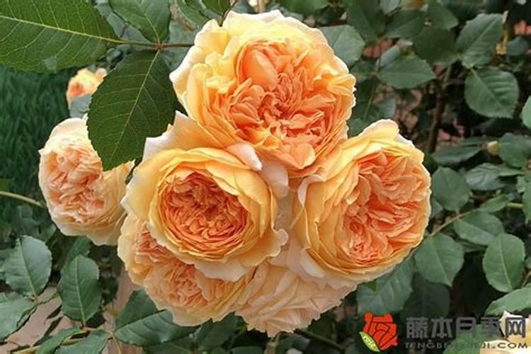 冬季月季还要施肥吗施什么肥让月季花又多又大