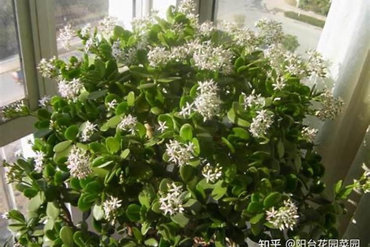 想要玉树叶片油绿怎么养护