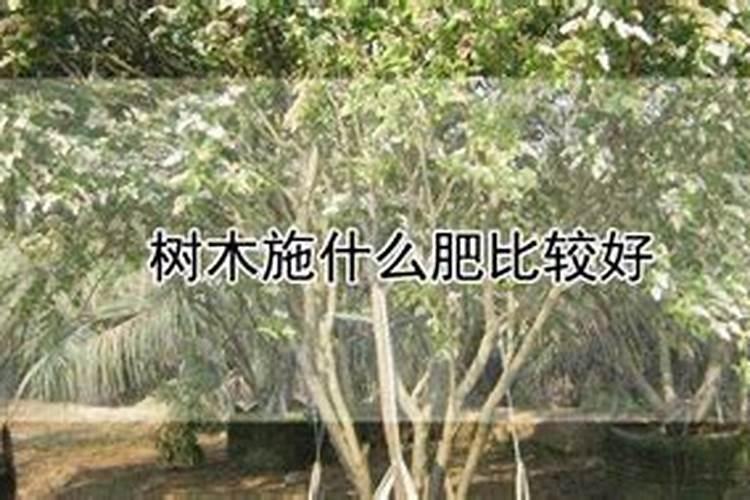 橄榄树喷什么叶面肥？