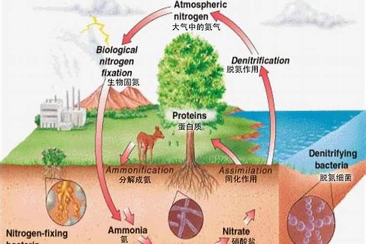 复合肥,氮肥,磷肥,钾肥有什么区别