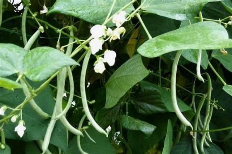 豆角用什么肥料效果好(种植豆角结果期需要什么叶面肥)