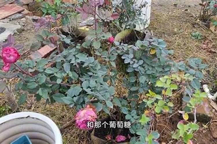 100克硝酸铵钙含多少铵态氮肥和硝态氮
