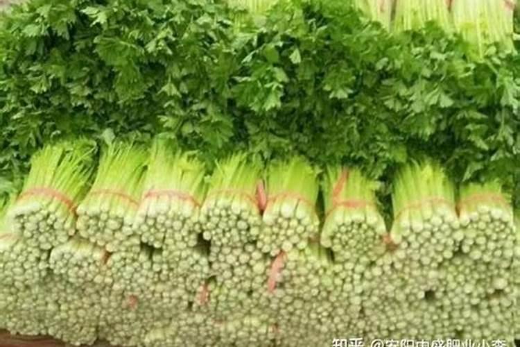 果树专用肥有哪几种