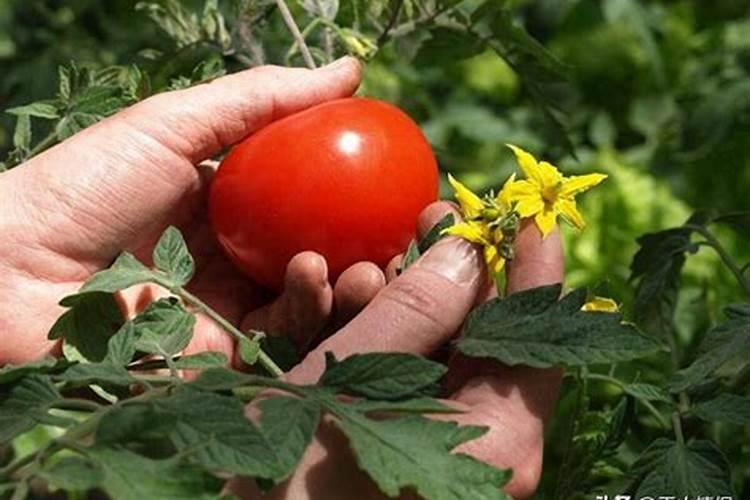 硼肥有膨果作用吗 硼肥是什么肥料