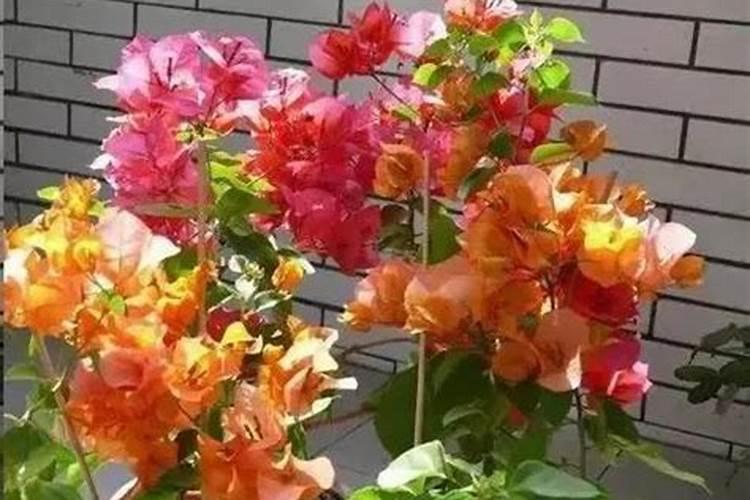 三角梅用什么肥料催花