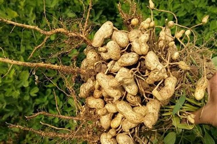果树膨大期应施什么肥？