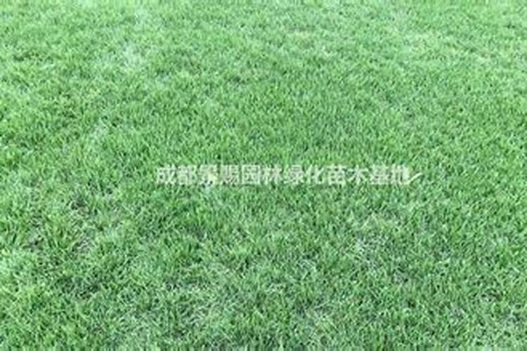 用什么草坪专用肥好