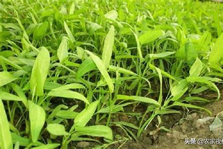 氯化钾可以浇空心菜吗？丶
