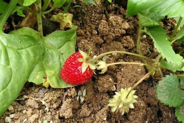 什么肥料能促长植物的根？