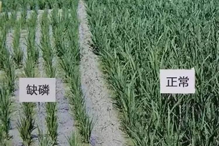 植物缺氮、缺磷、缺钾分别有什么害处？
