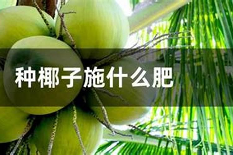 富贵椰子用什么肥料好
