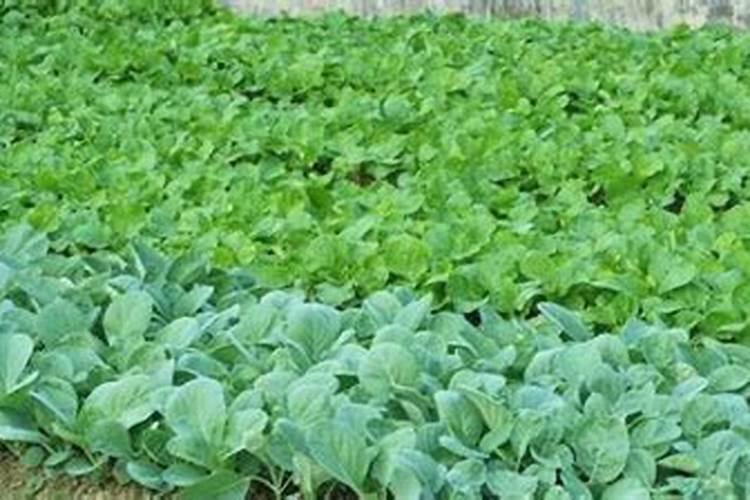 花椰菜要怎么施肥 高产品质好的花椰菜种植