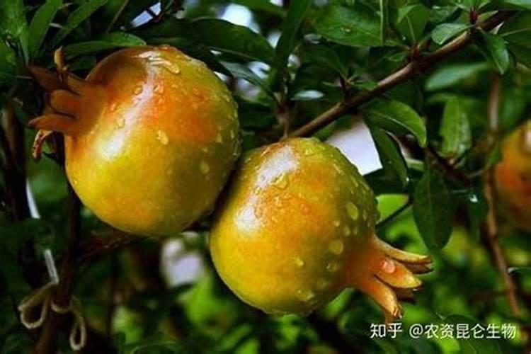 初中化学中蓝色粉末和蓝色固体有哪些？