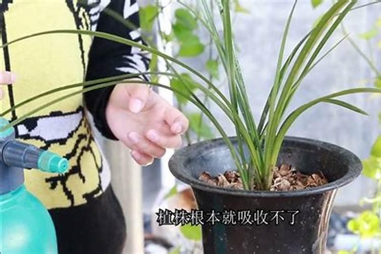 怎么给花补氮肥