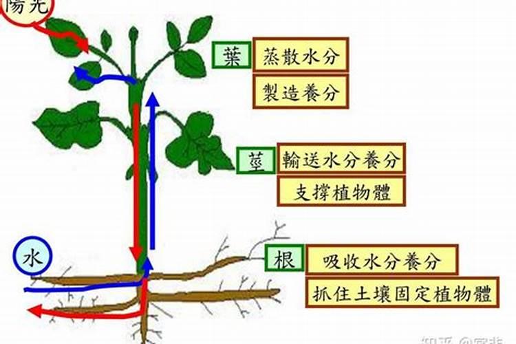 叶面肥料的作用原理是什么