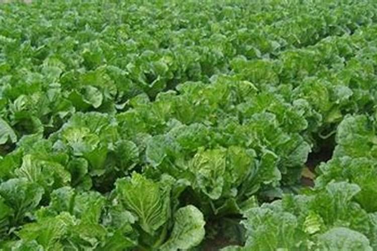 果树春天施什么肥料最好